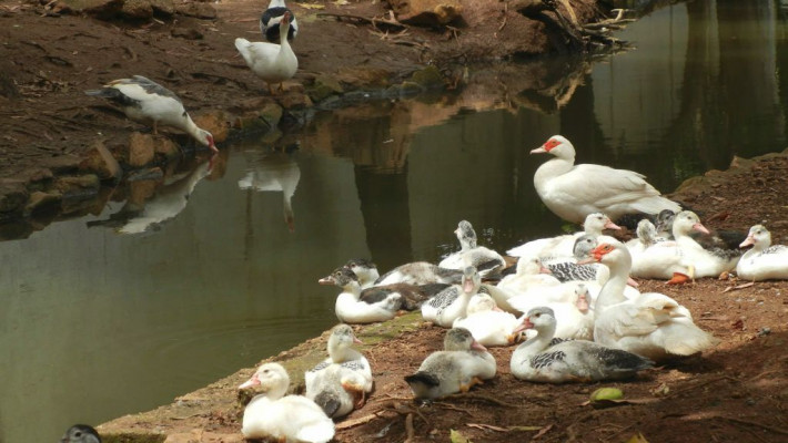 CONHEÇA UM POUCO DO CLUBE