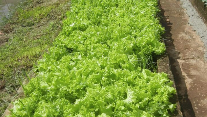 CONHEÇA UM POUCO DO CLUBE