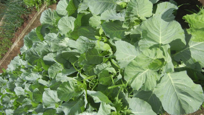 CONHEÇA UM POUCO DO CLUBE