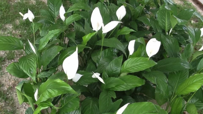 BELEZAS NATURAIS DA AABB